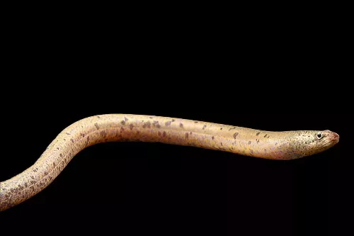 SPOTTED SWAMP EEL (Synbranchus marmoratus ‘spotted’) (true eel Rare)