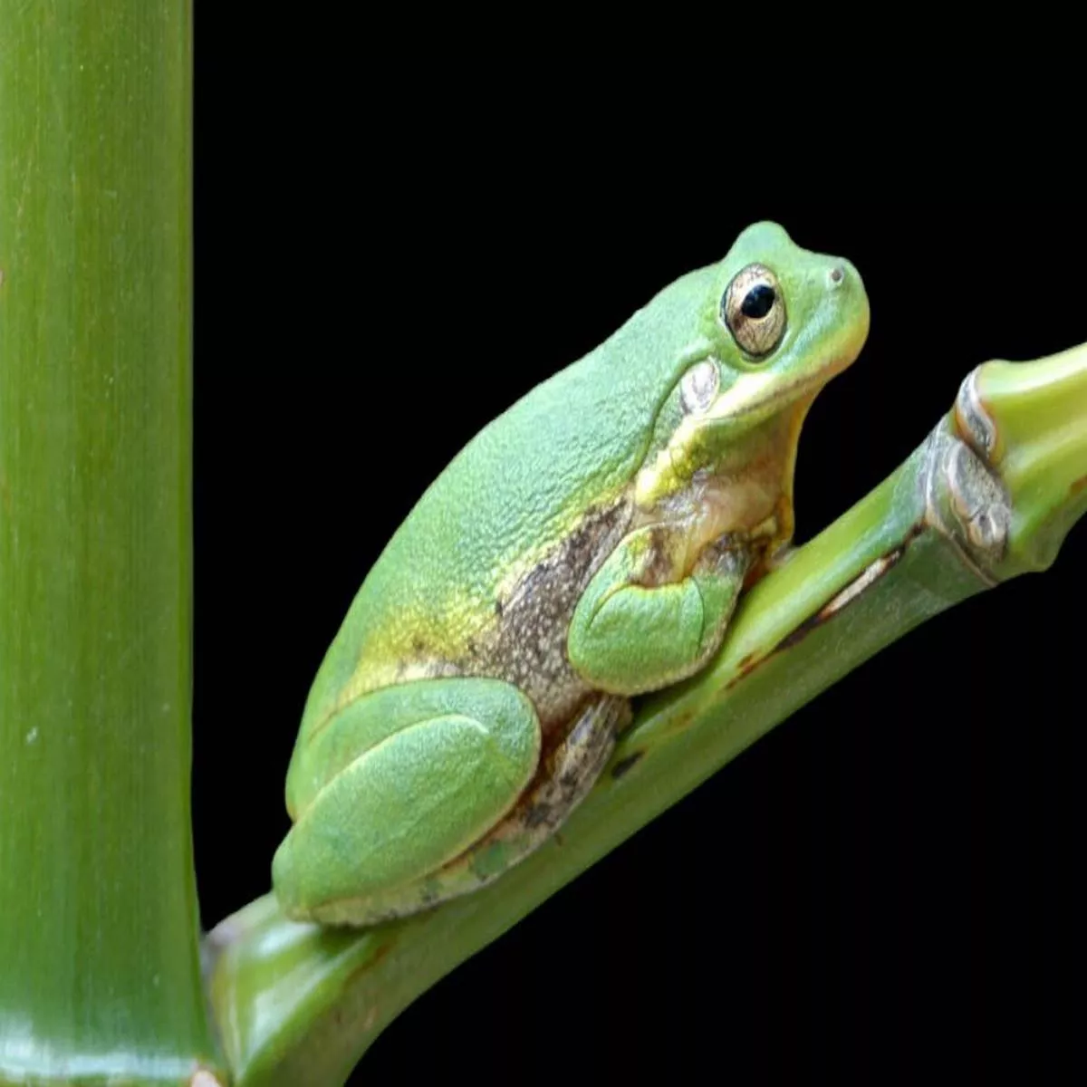 Squirrel Tree Frog