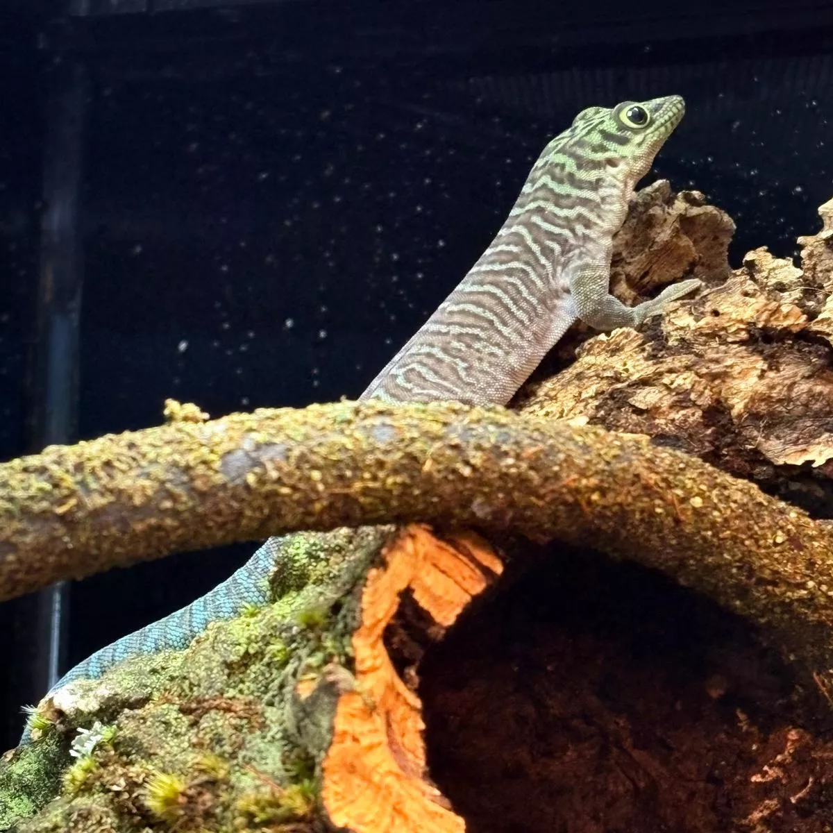 Standing’s Day Gecko