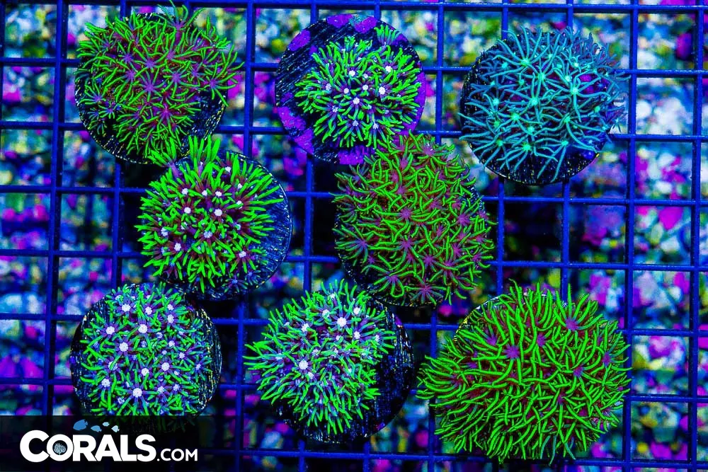 Star Polyp Frag NEON