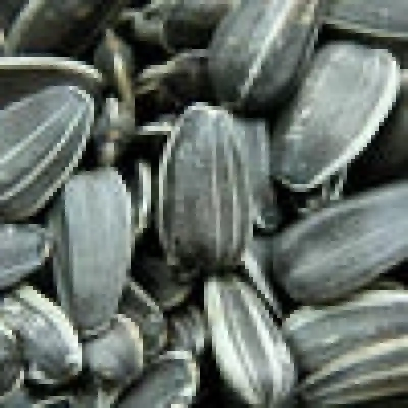 STRIPED SUNFLOWER SEED 9KG