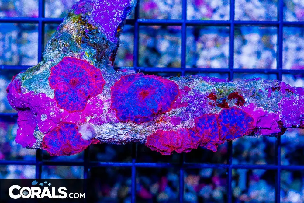 Stripper Lips Mushroom 6 Polyps – RARE (Blue Video Inside!)