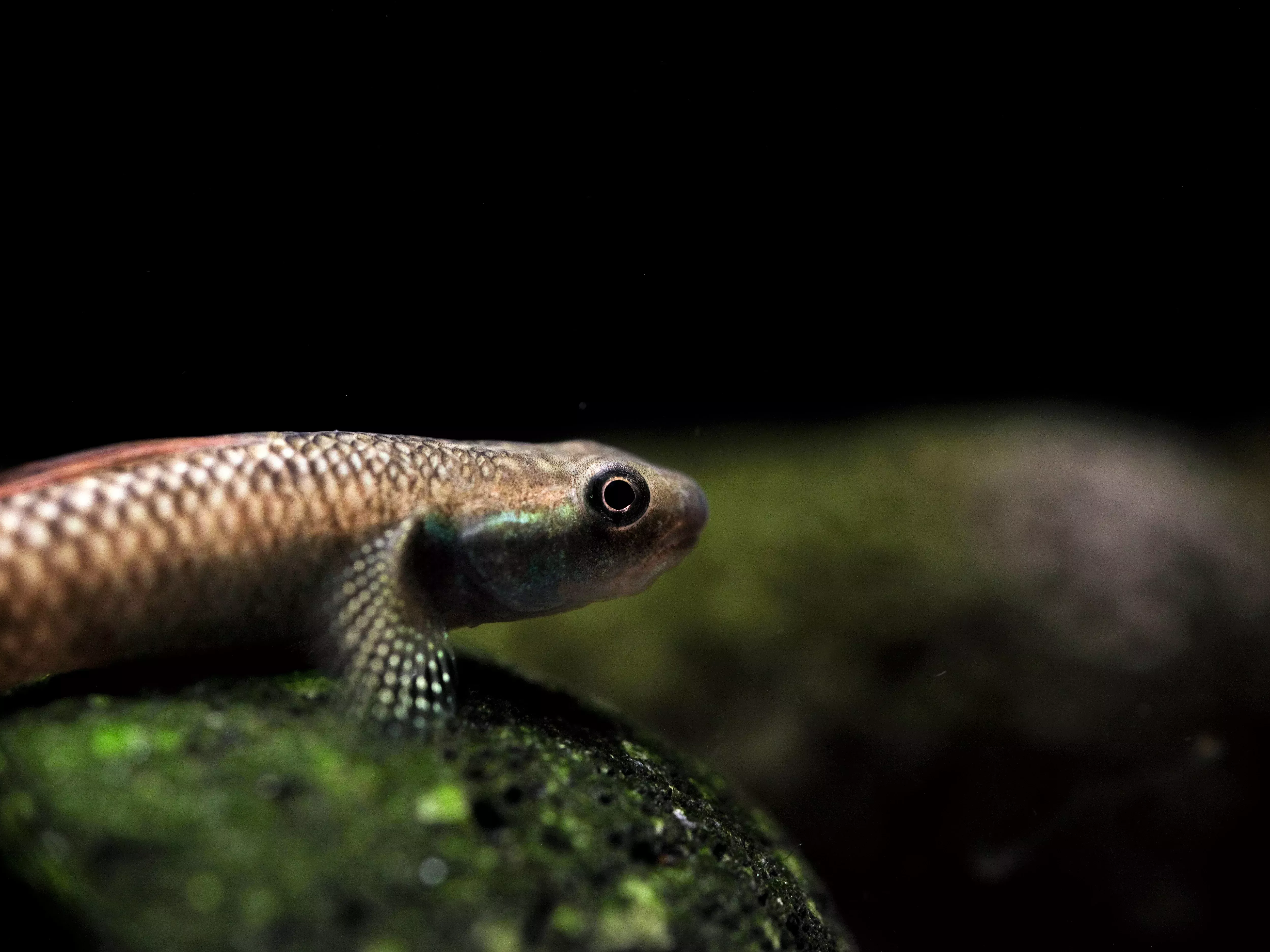 Sumatran Red Neon Rainbow Goby