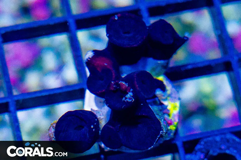 Sun Coral Black Frag