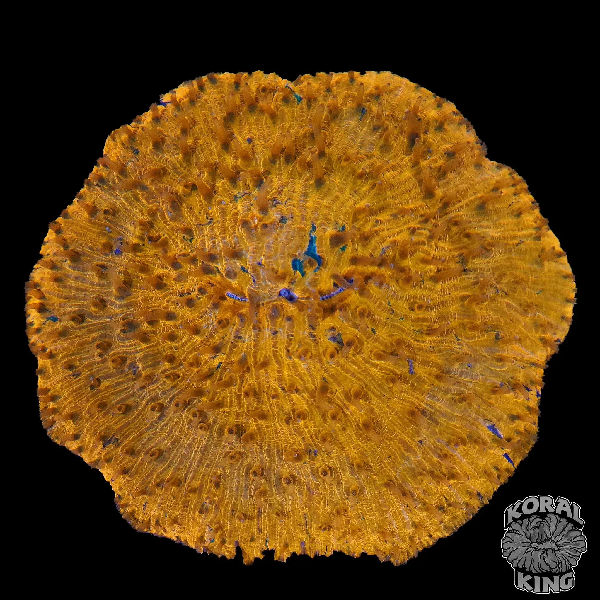 Sunburst Plate
