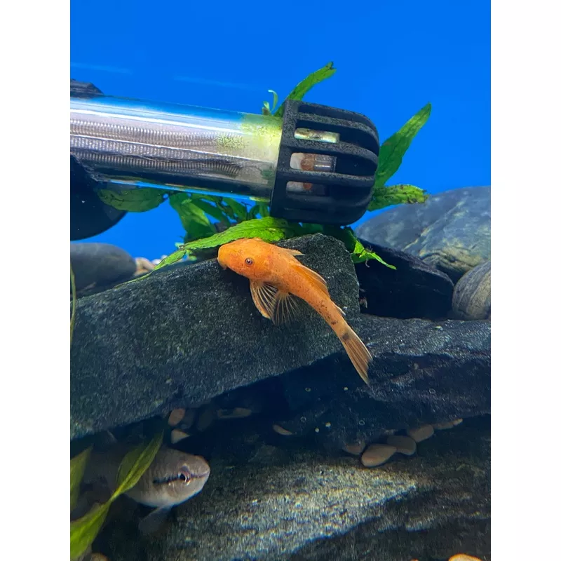 Super Red Bushynose Pleco