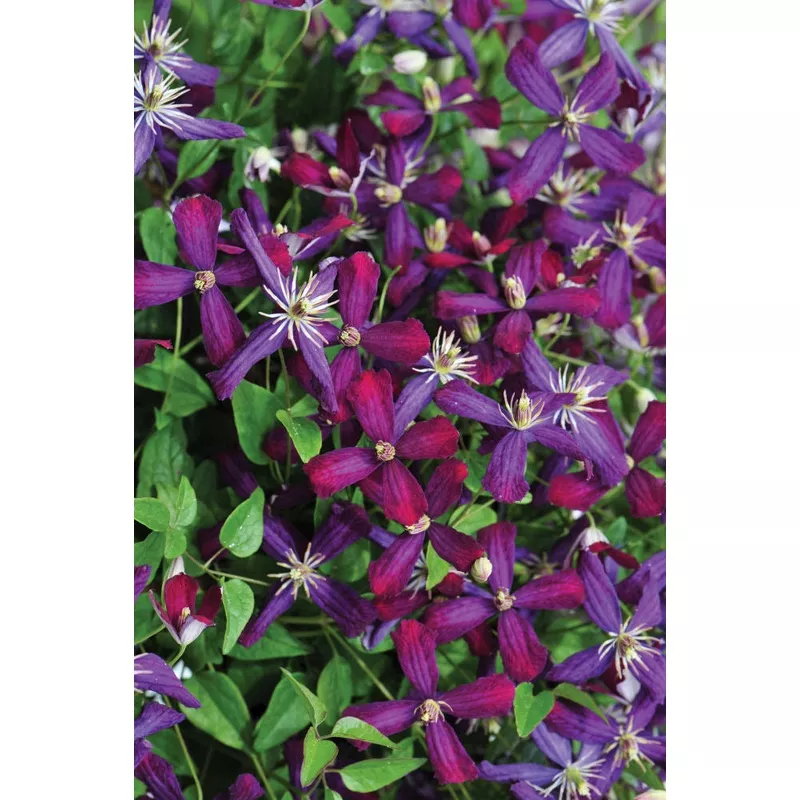 ‘Sweet Summer Love’ Clematis (Clematis ‘Sweet Summer Love’) – QT