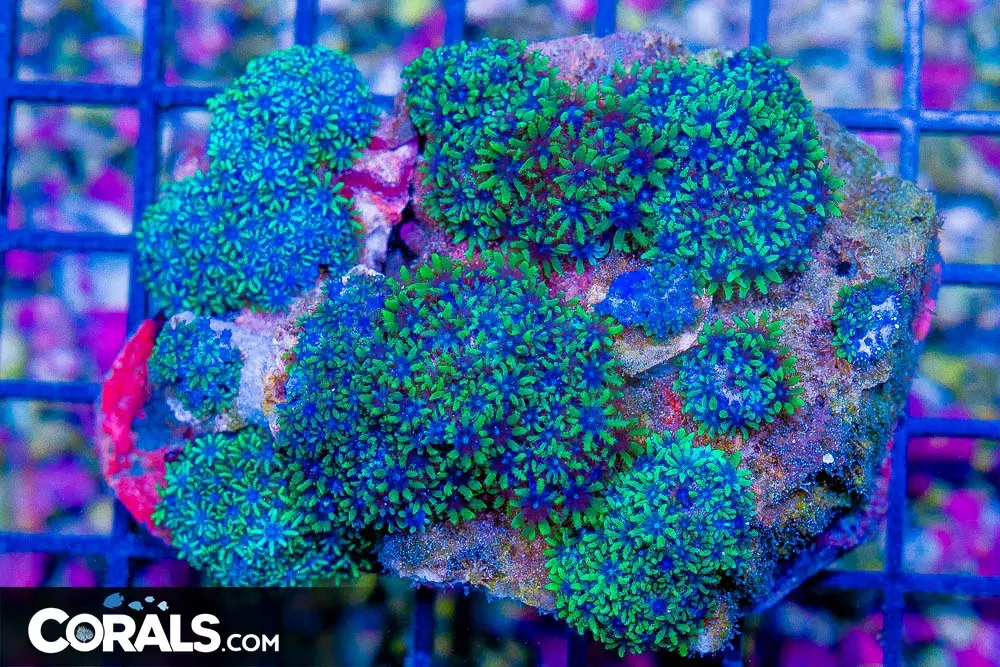Sympodium – Indo