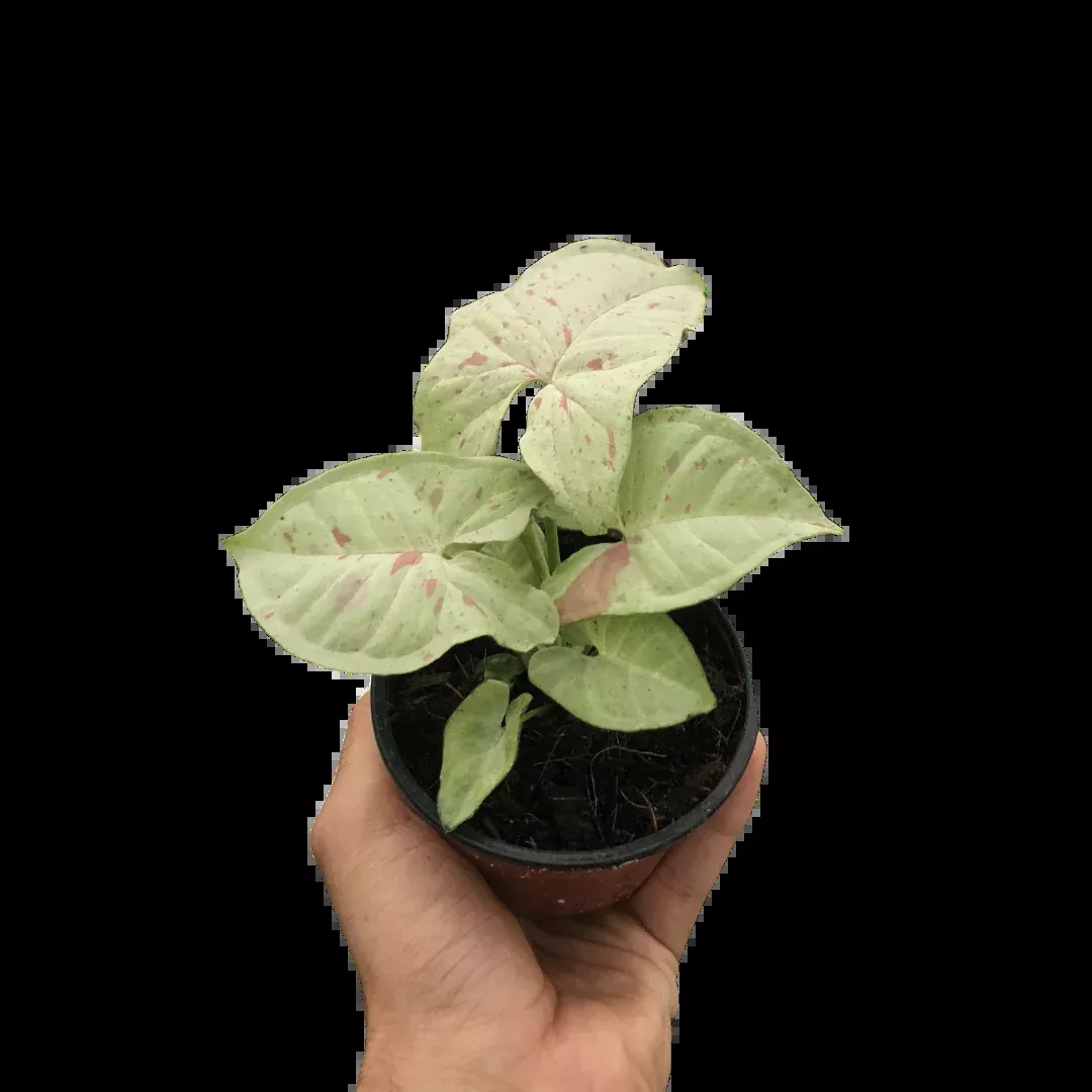Syngonium Milk Confetti