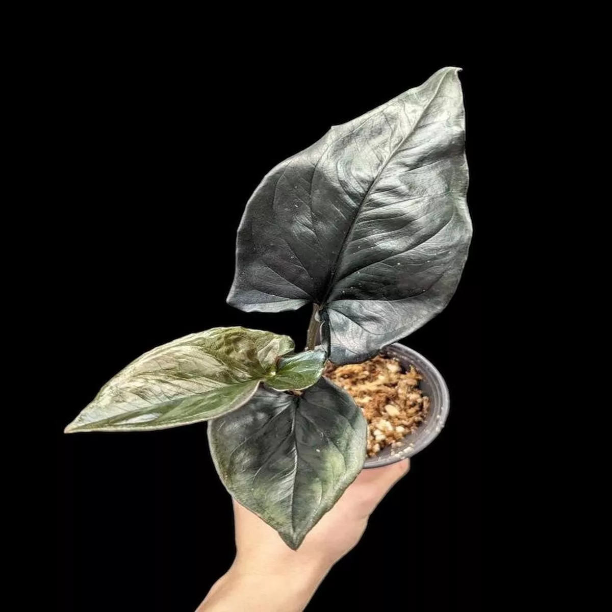 Syngonium Red Arrow