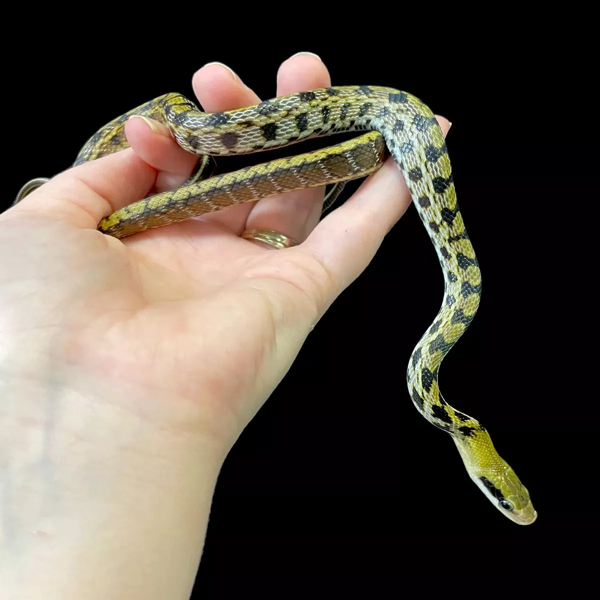 Taiwan Beauty Rat Snake