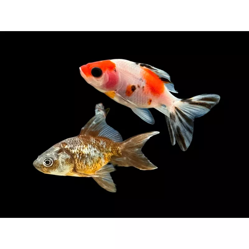 Thai Calico Oranda Goldfish