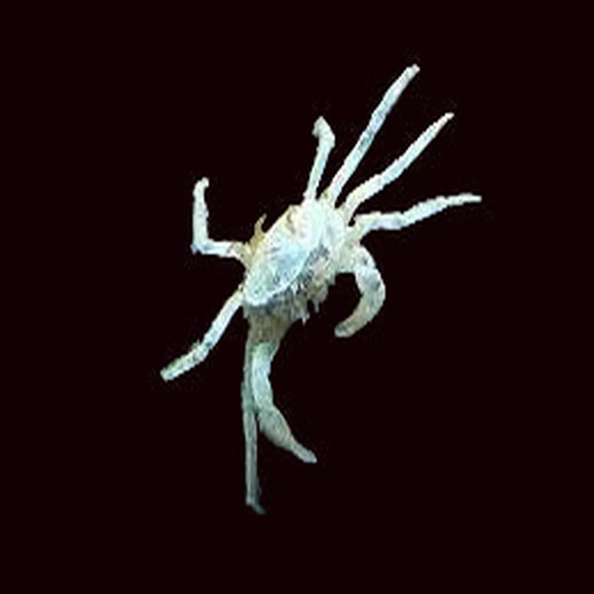 Thai Micro Crab