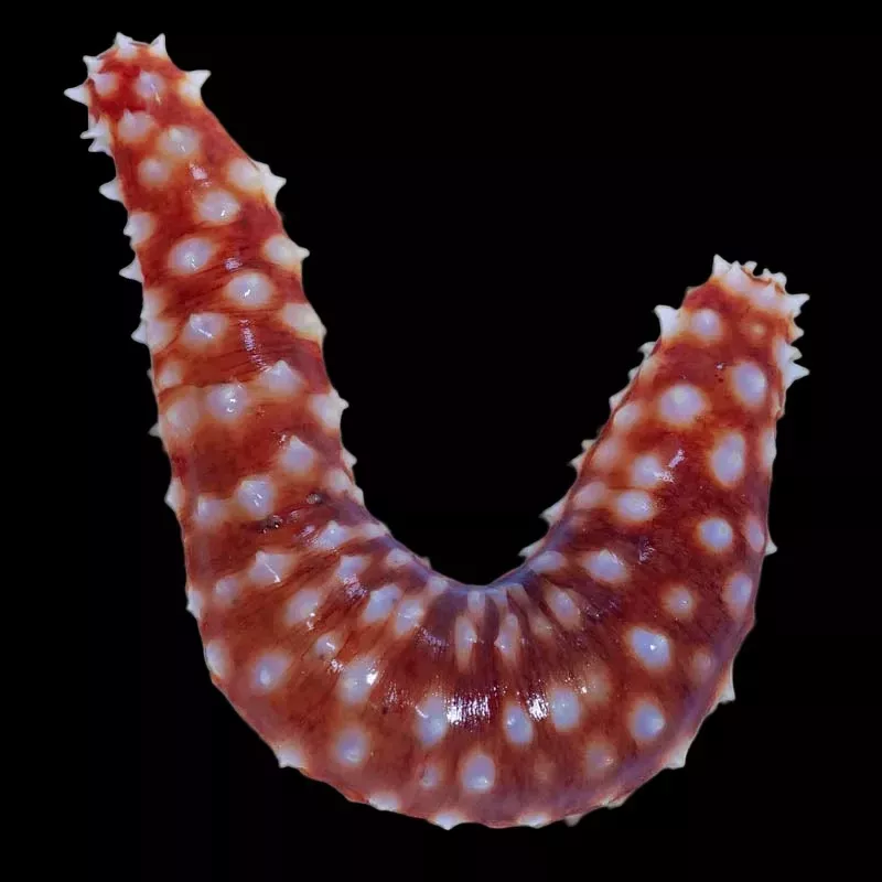 Tiger Tail Cucumber