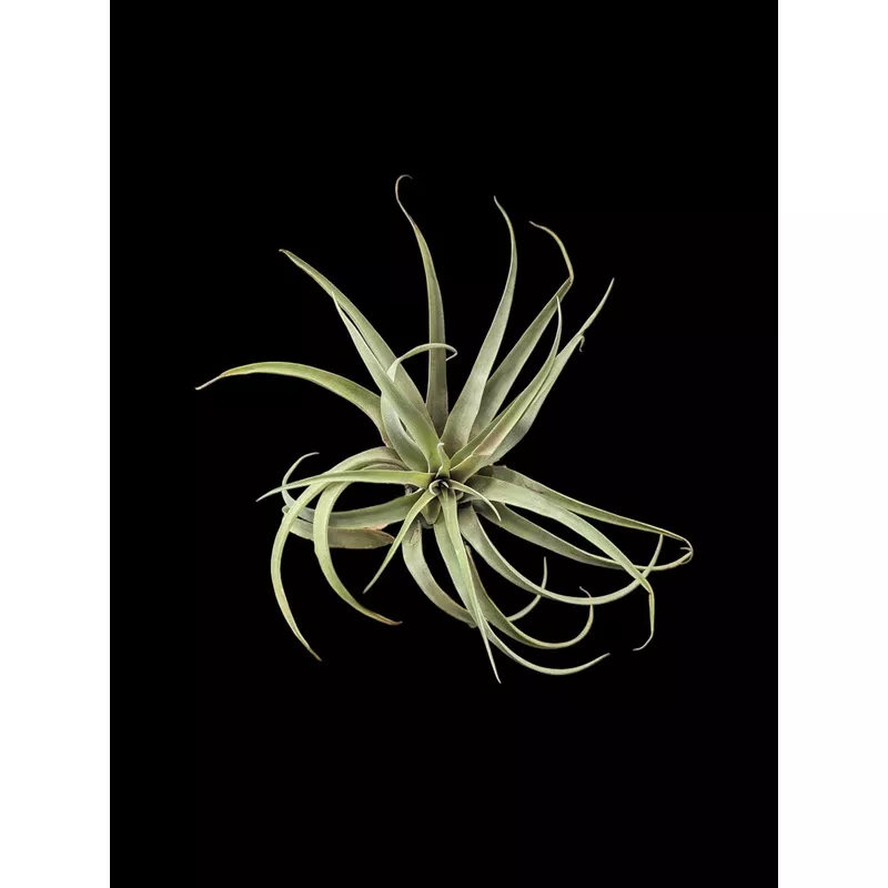 Tillandsia capitata Peach