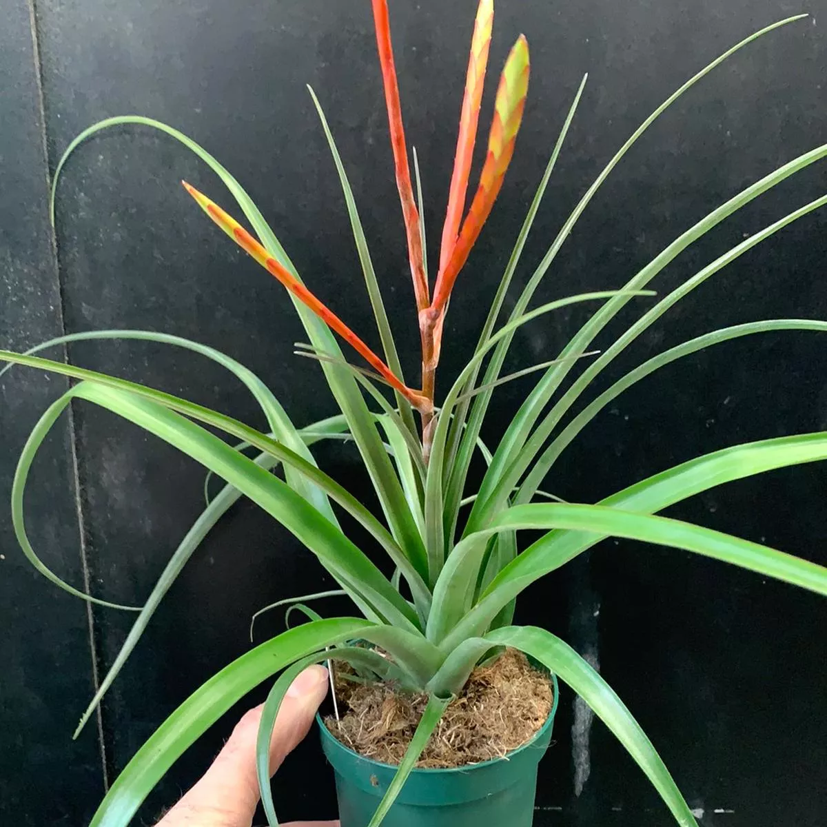 Tillandsia‘Spirit’