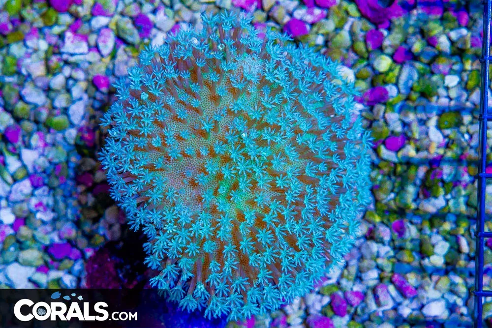 Toadstool Leather – Aussie Green Stems!