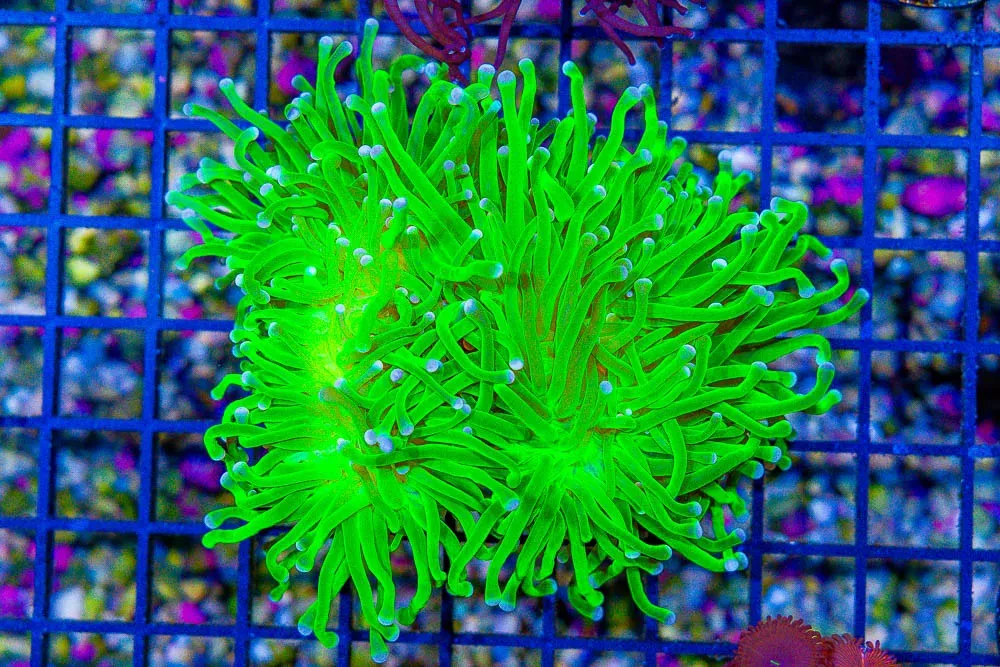 Torch – Australia NEON/YELLOW 2 Heads