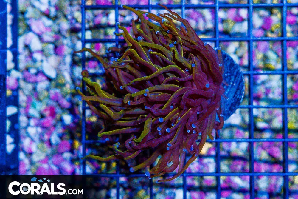 Torch Indo –Gold Stems 1 Head