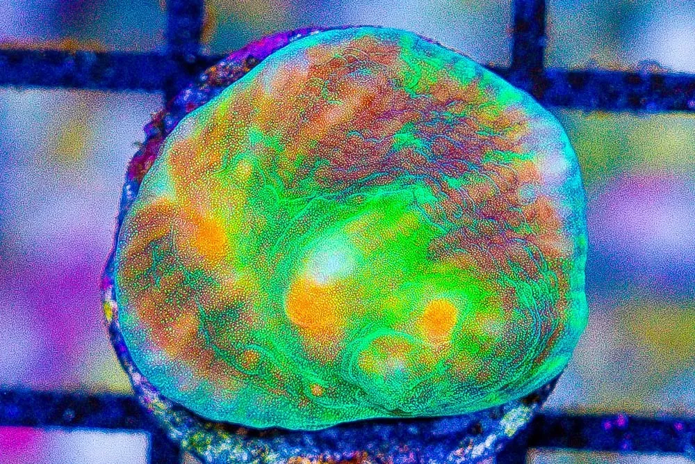 TOXIC MELTDOWN Chalice Frag – Aquacultured