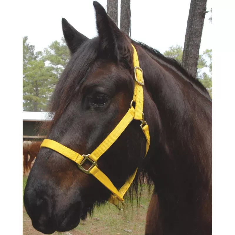 Triple E Nylon Draft Horse Halter Hot Pink