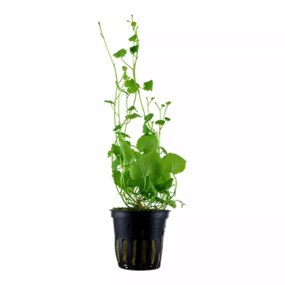 Tropica Cardamine lyrata