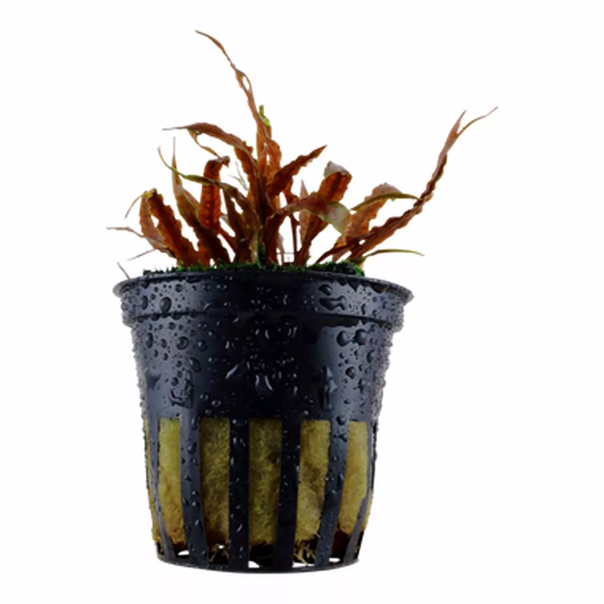 Tropica Cryptocoryne albida Brown