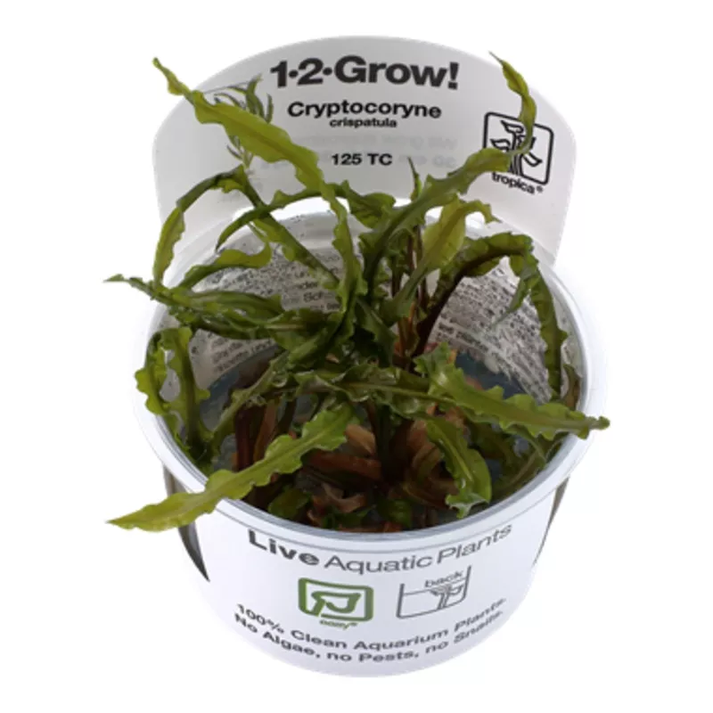 Tropica Cryptocoryne crispatula 1-2-Grow