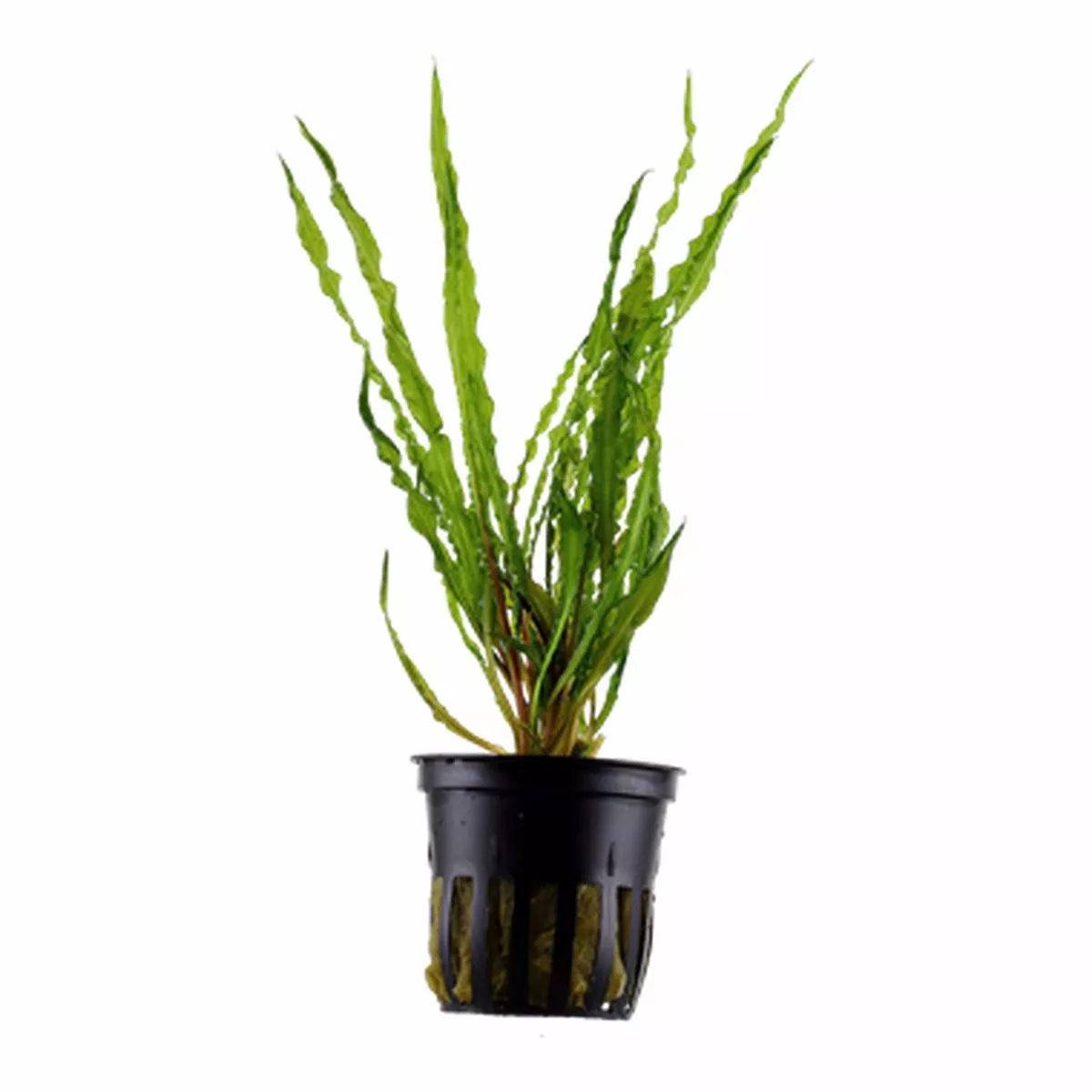 Tropica Cryptocoryne crispatula