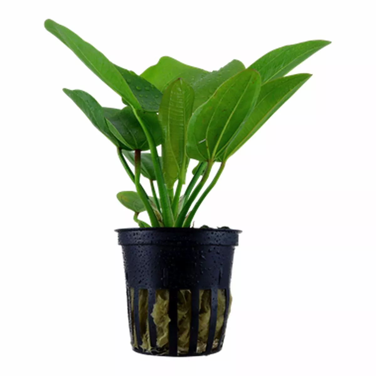Tropica Echinodorus ‘Aquartica’