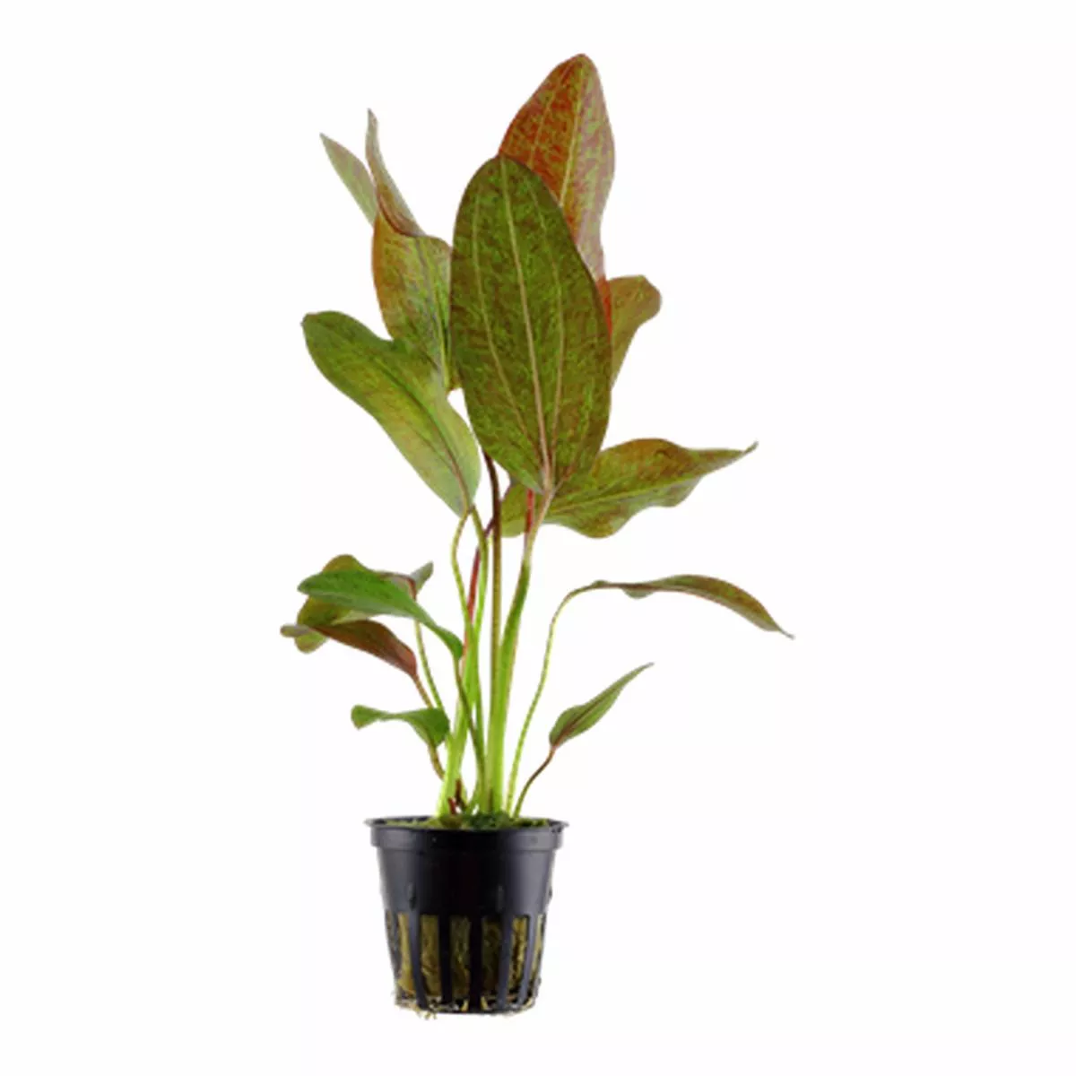 Tropica Echinodorus ‘Ozelot’