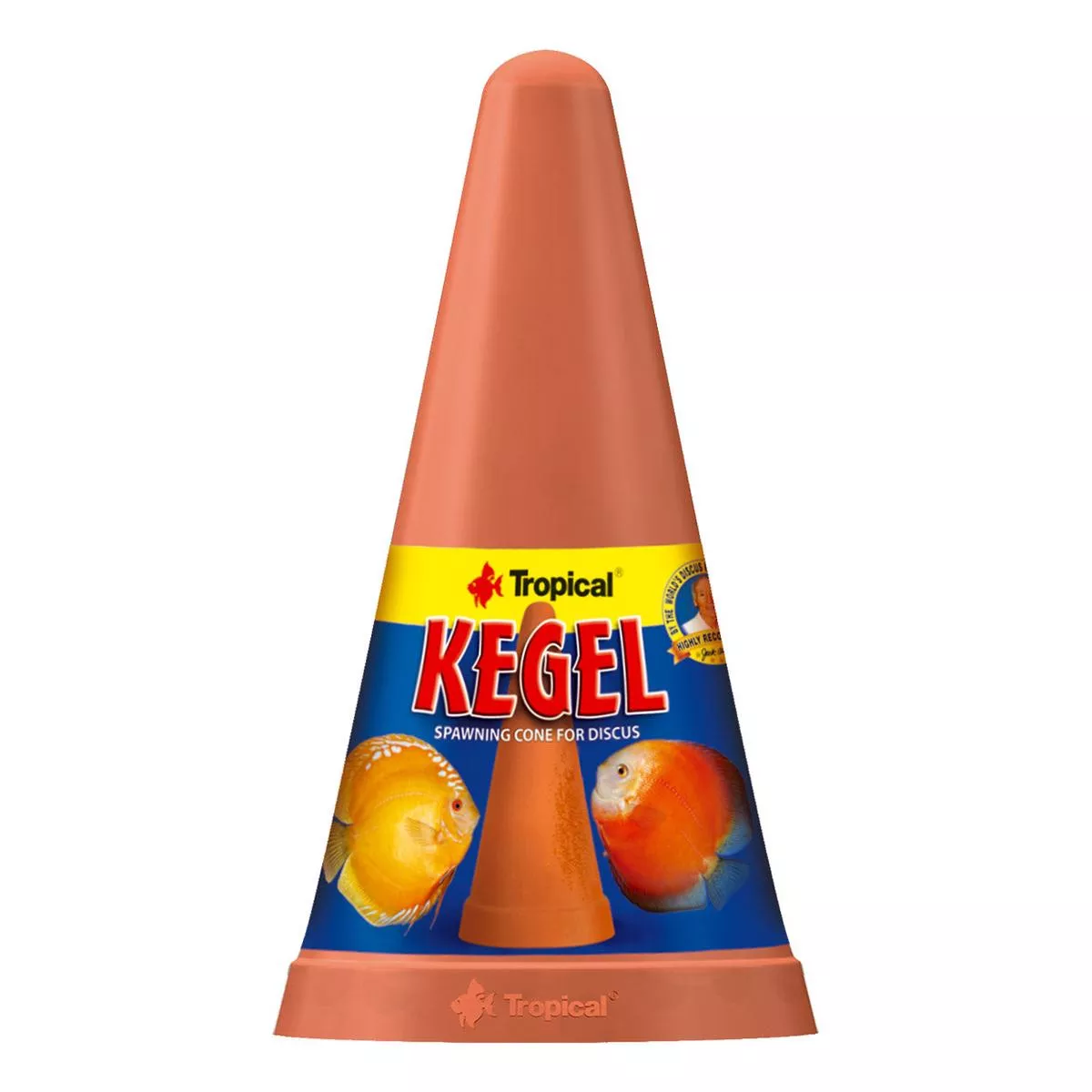 Tropical Spawning Cone