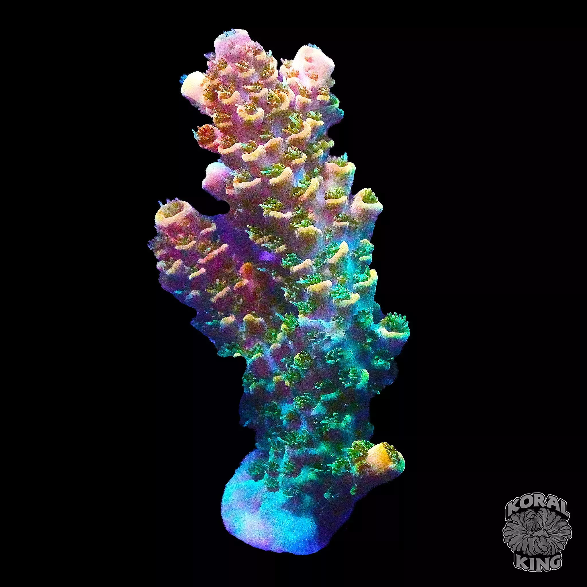 TSA Bill Murray Acropora