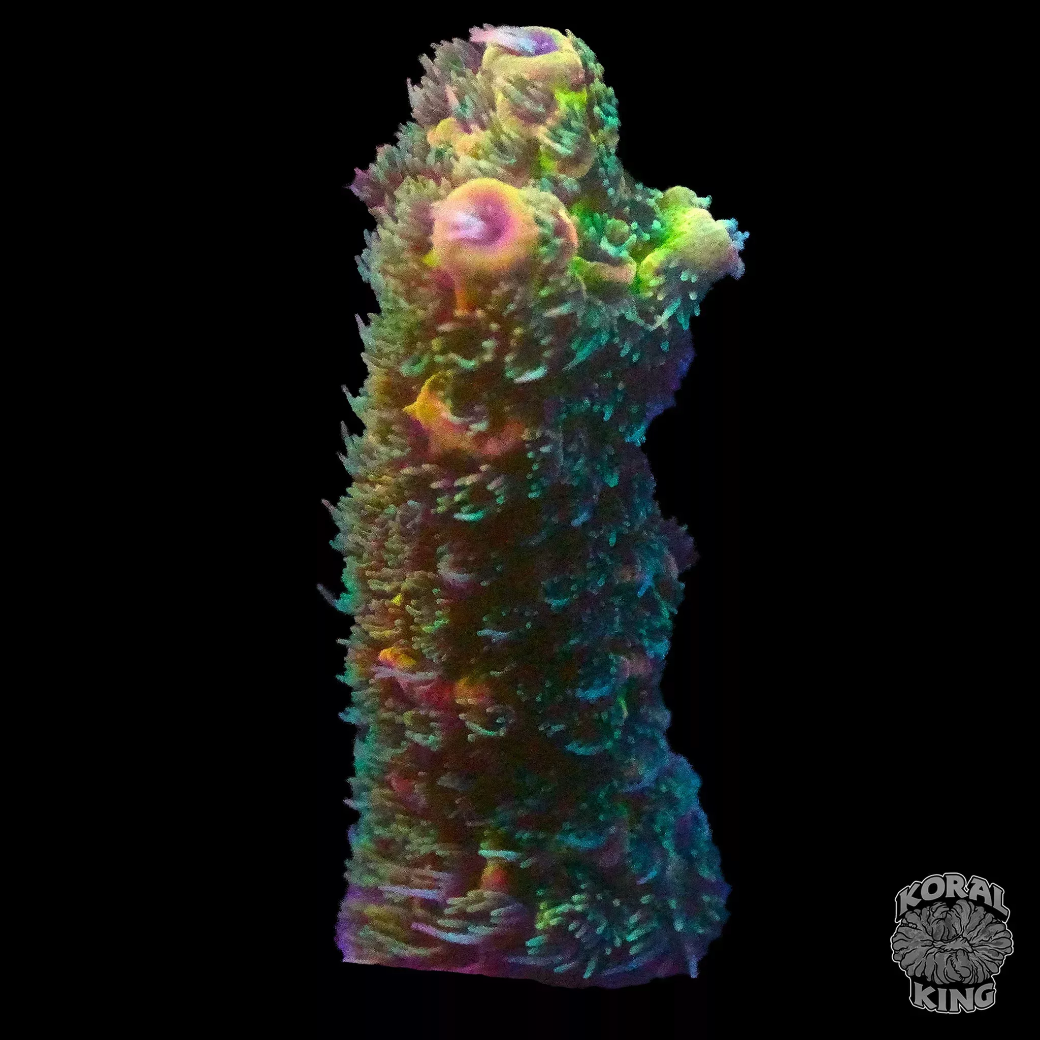 TSA The Fuzz Acropora Frag