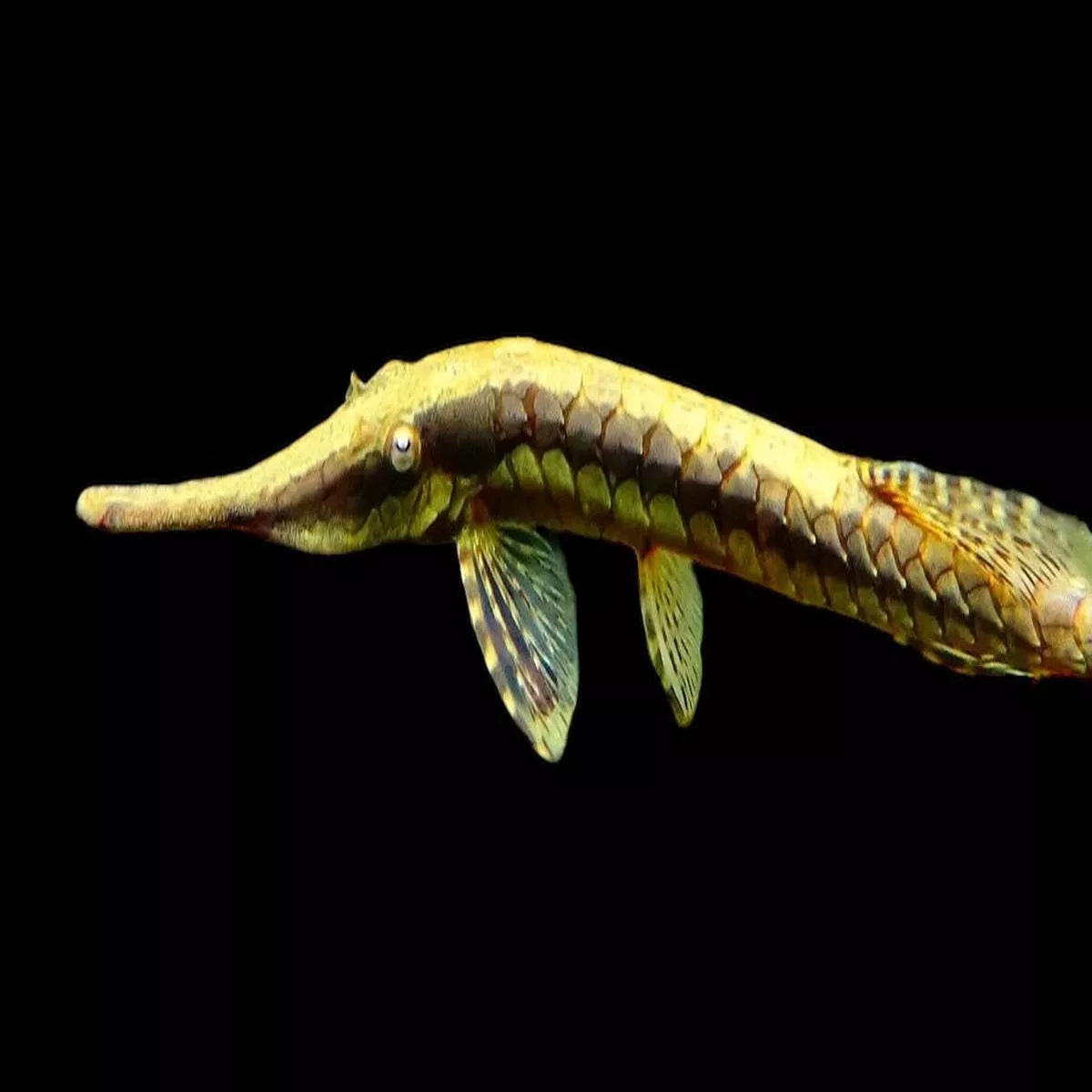 Twig Catfish