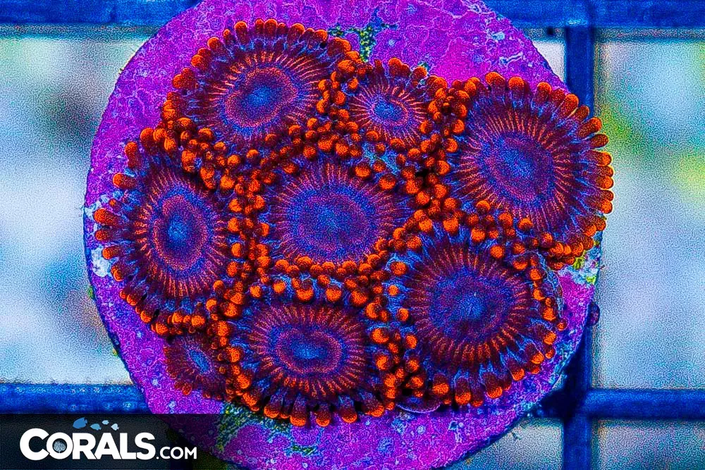 TWIZZLER Zoanthid Frag – Aquacultured