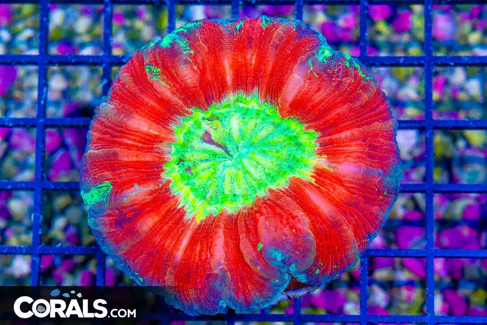 ULTRA Trachyphyllia – Indo
