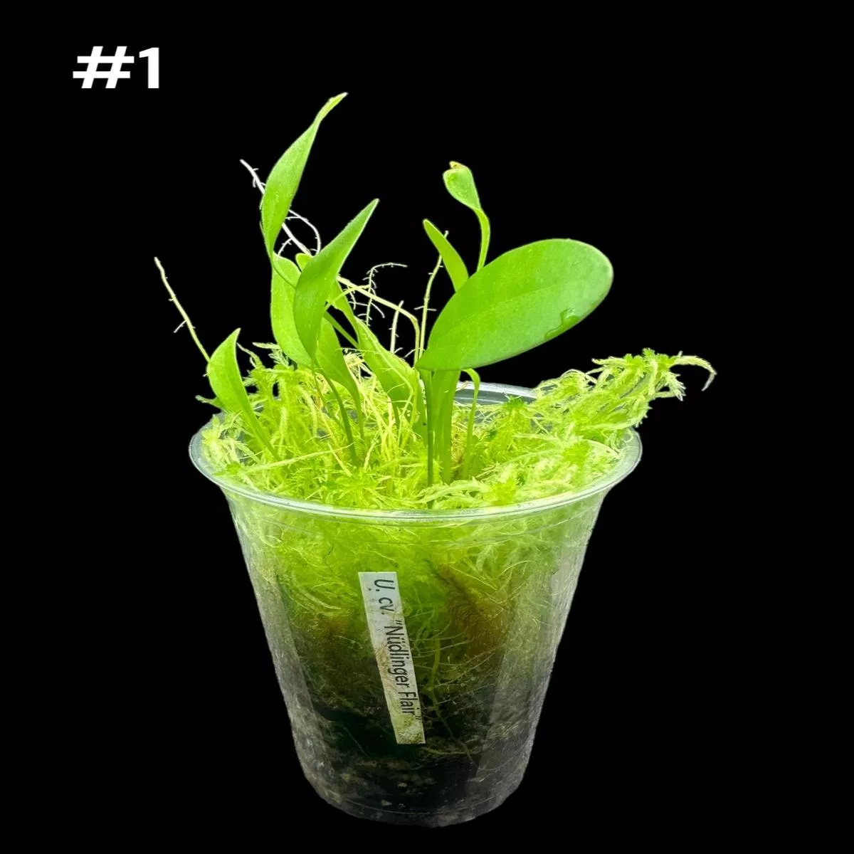 Utricularia ‘Ndlinger Flair’