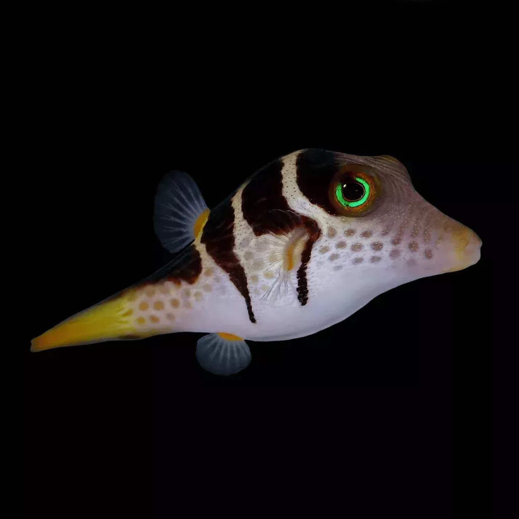 Valentini Puffer – Canthigaster valentini