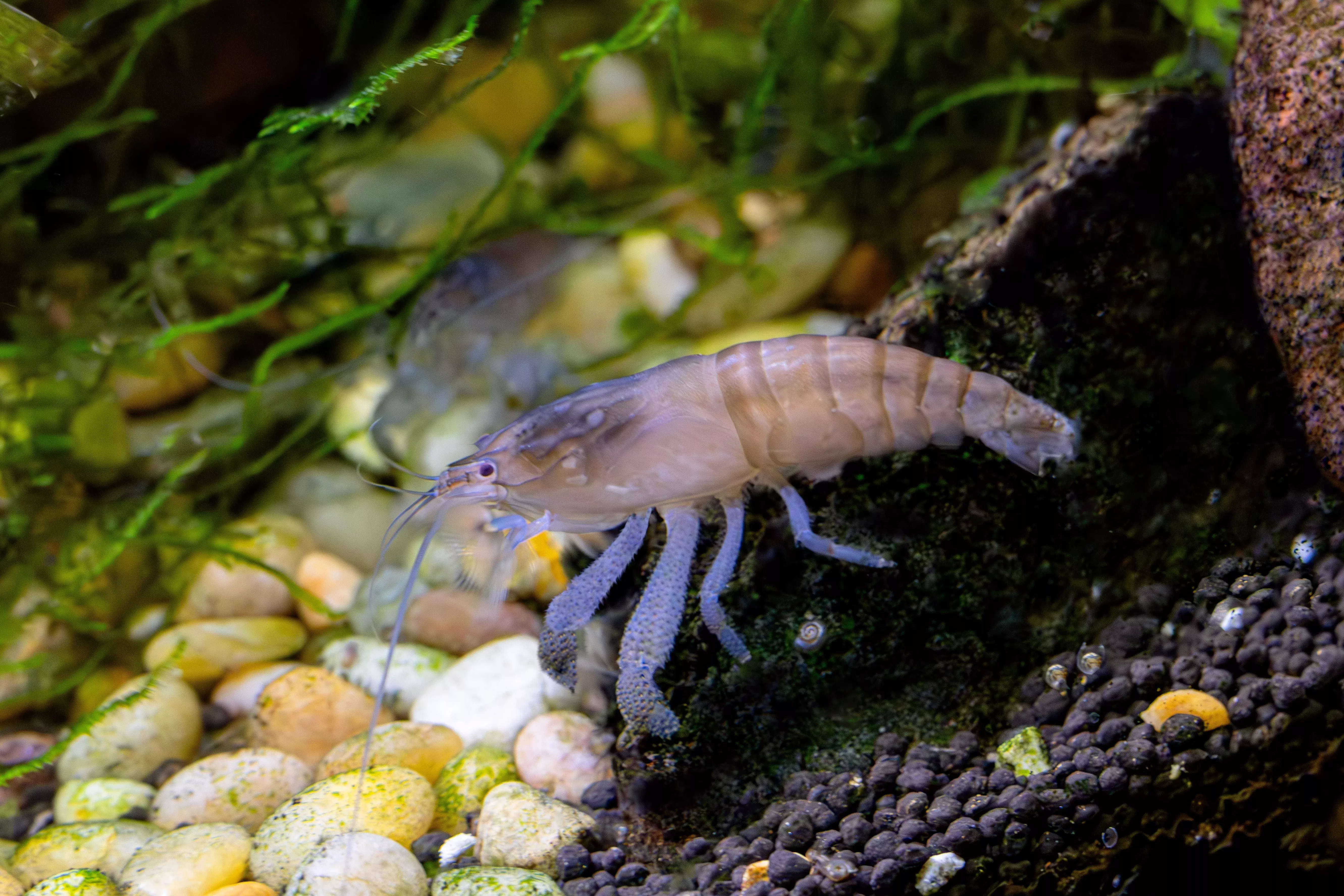 Vampire Shrimp – L