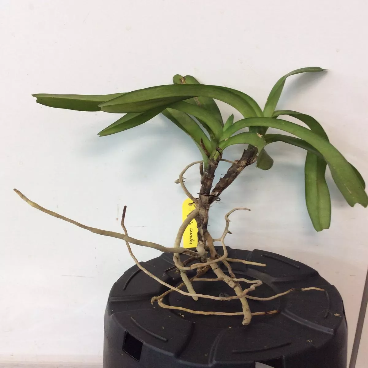 Vanda coerulea