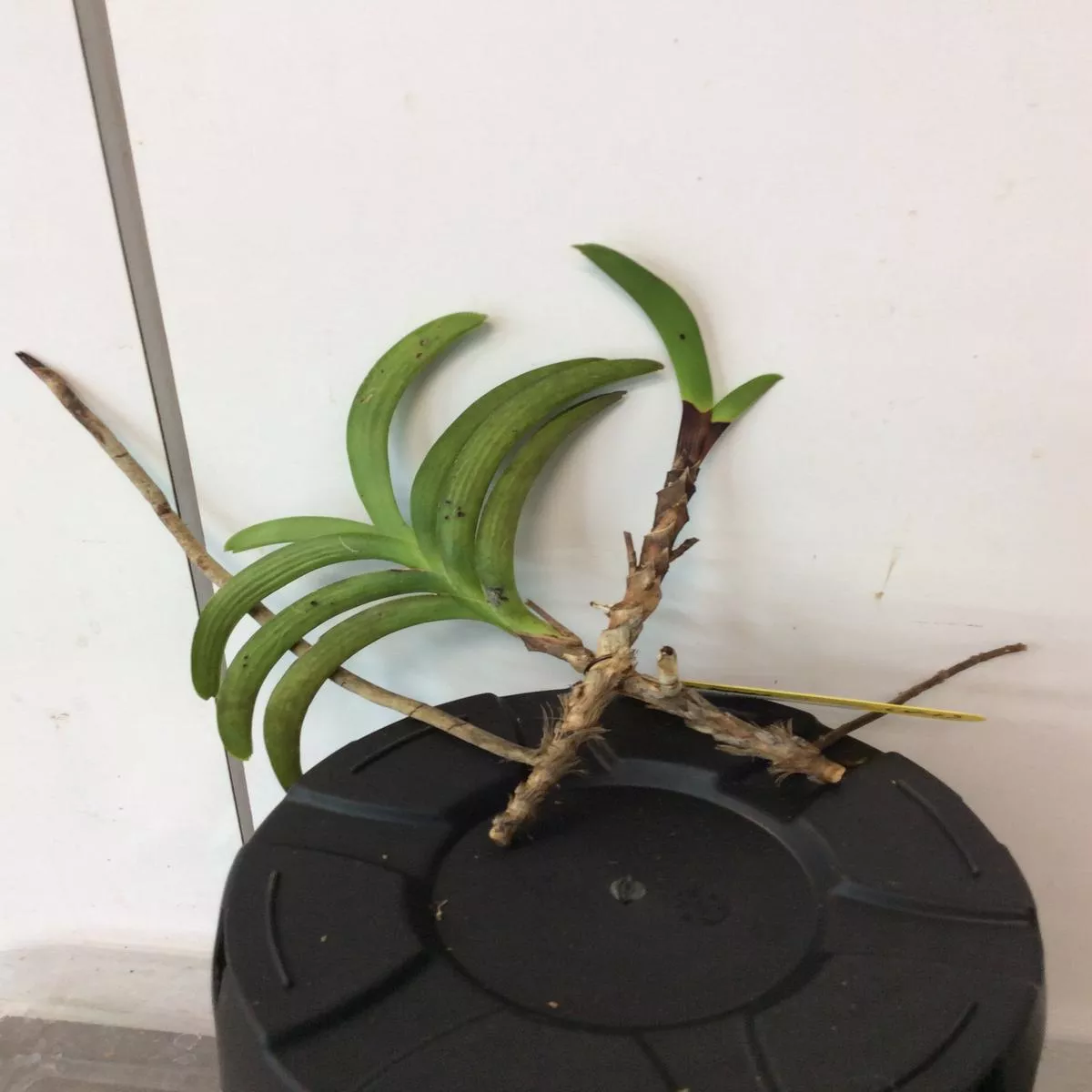 Vanda sp.