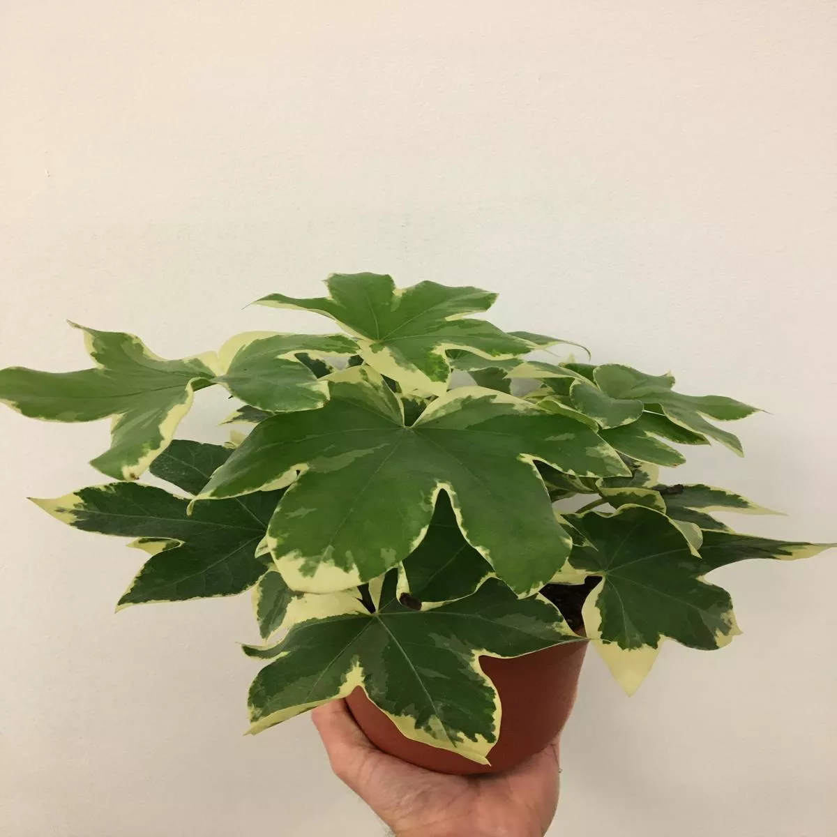 Variegated Tree Ivy