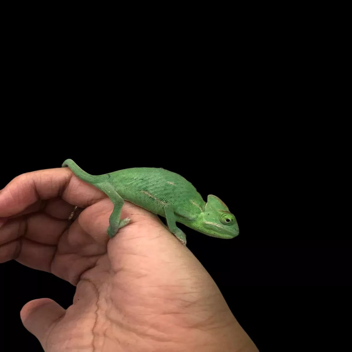 Veiled Chameleon (Chamaeleo calyptratus)