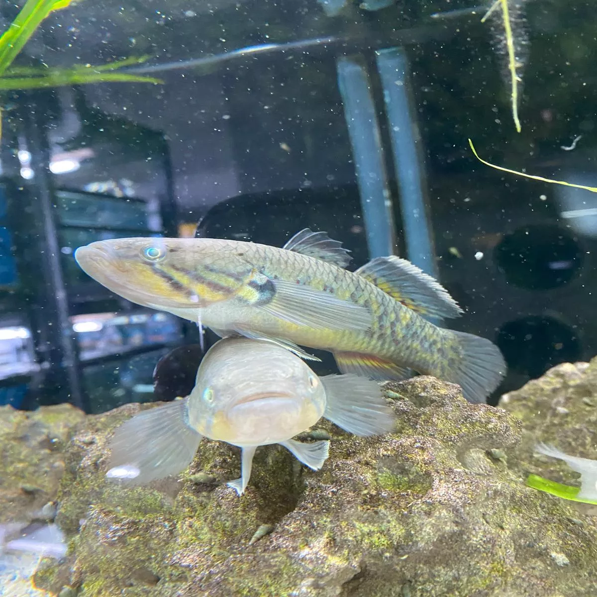Viator Snakehead Gudgeon (NOT A SNAKEHEAD/CHANNA)