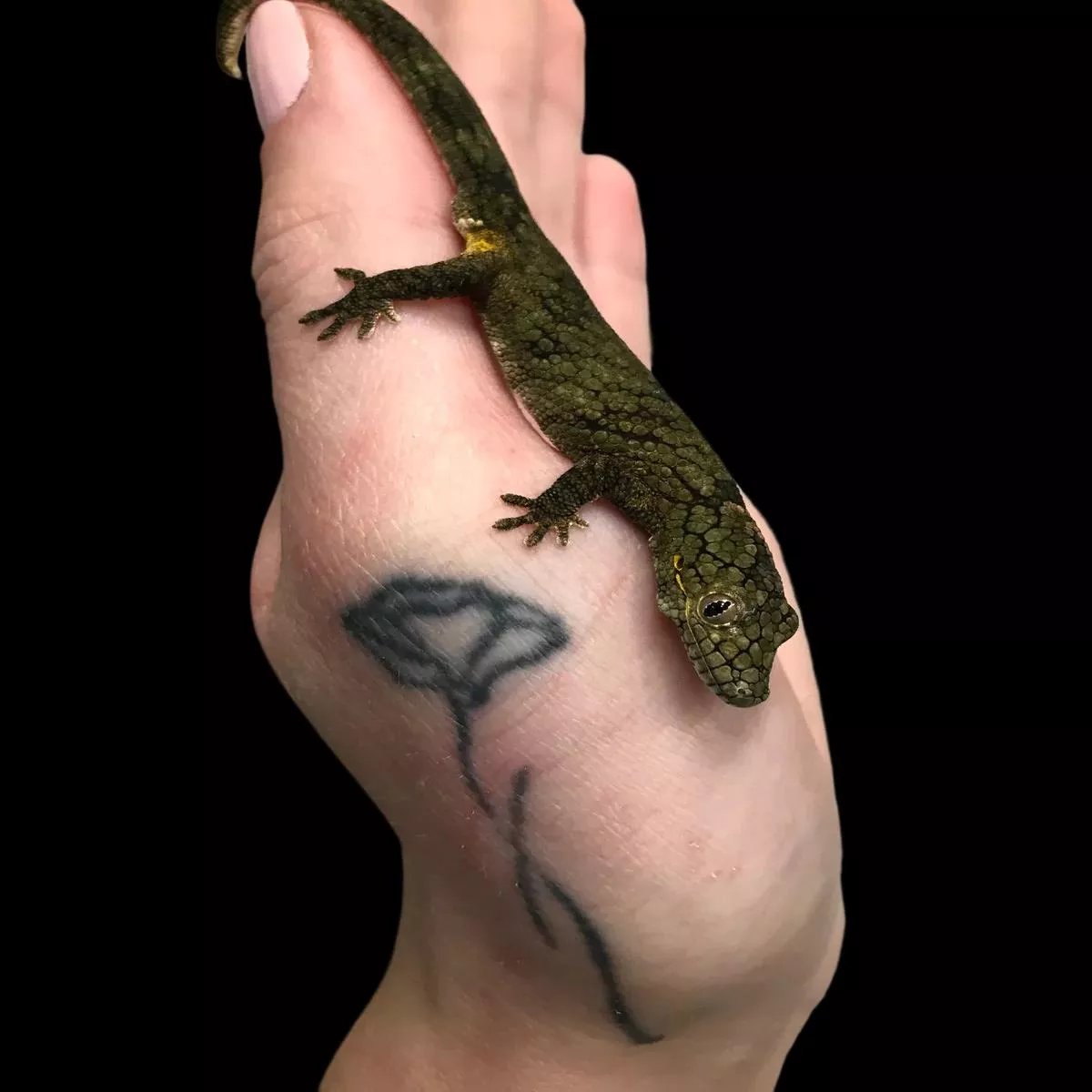 Vieillard’s Chameleon Gecko (male)