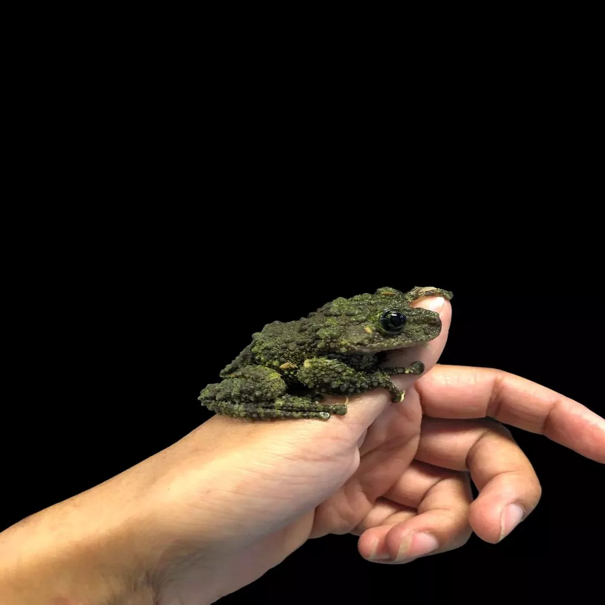 Vietnamese Mossy Frog (Theloderma corticale)