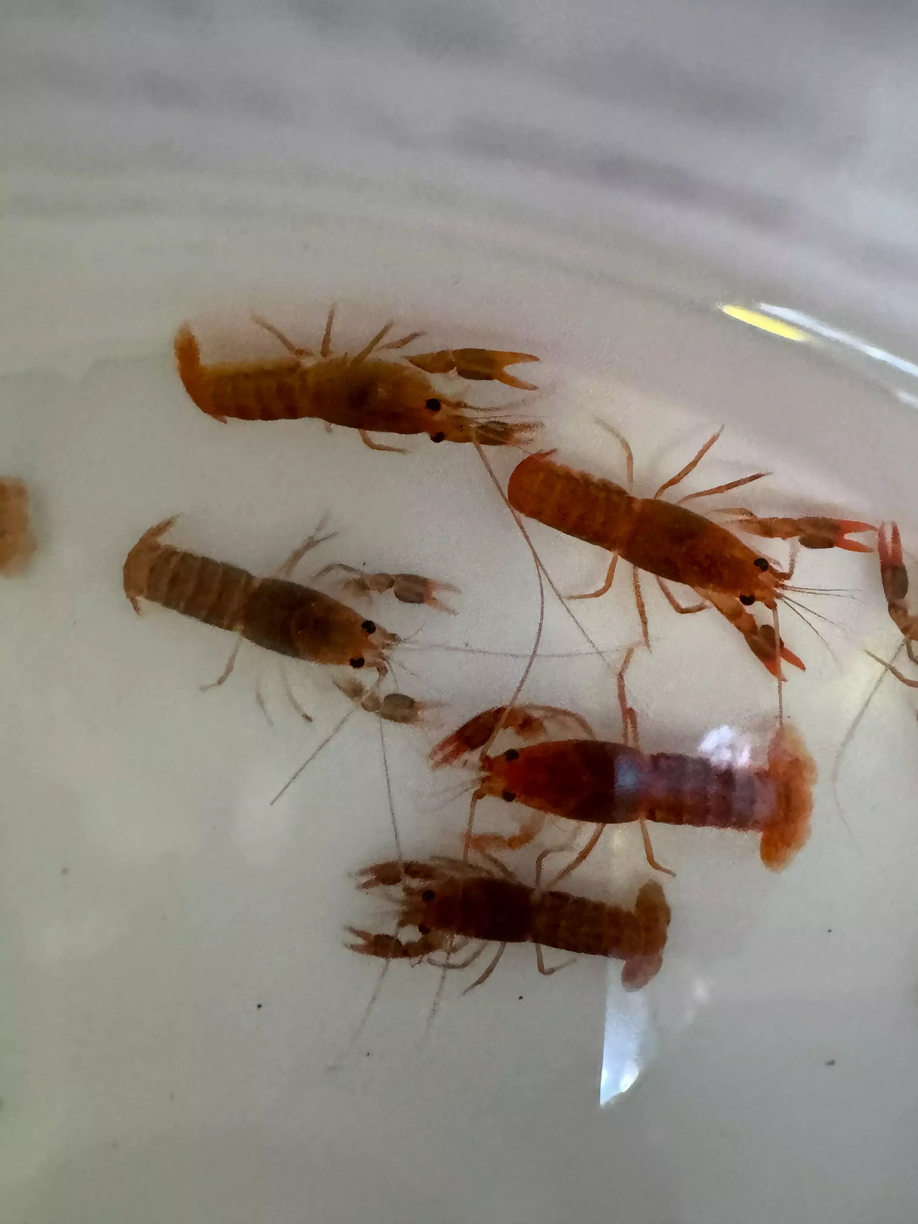 Volcano Yabby(Cherax destructor) var. ‘Volcano’