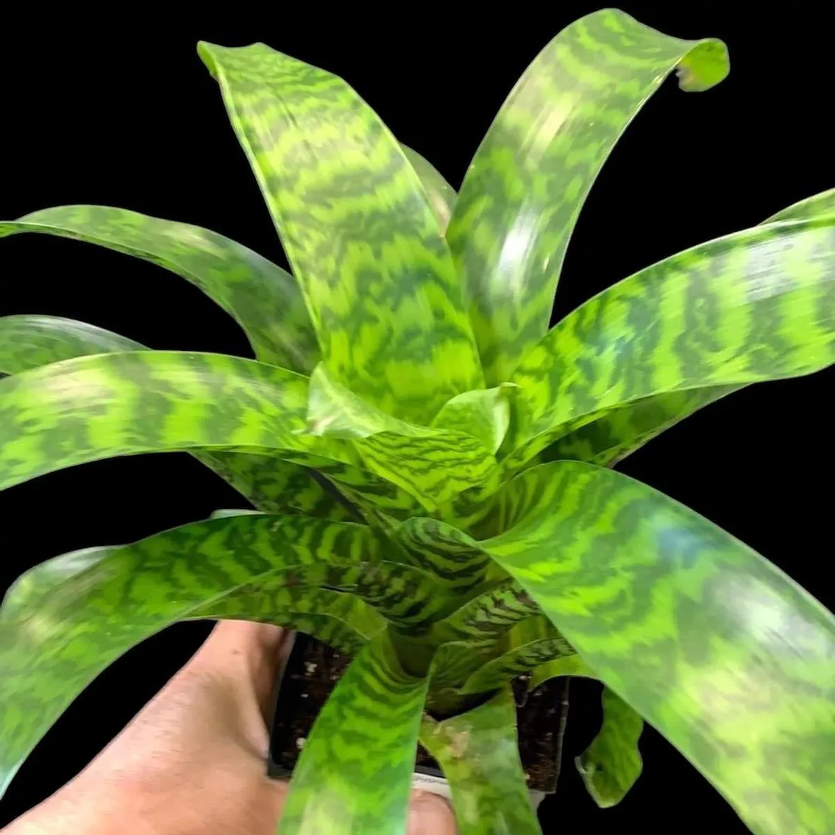 Vriesea hieroglyphica