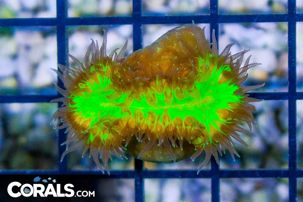 WALKING Dendro – Australia RARE